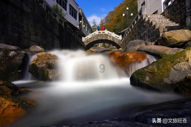 拯救树精灵